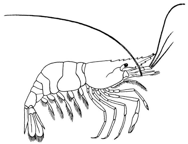 750x574 Coloring Page Shrimp Projects To Try Free Coloring