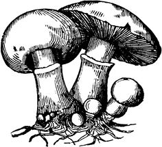 236x215 Mushroom Drawing Tumblr