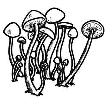 350x350 Shroom Drawings