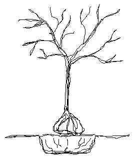 276x320 Hortuscape Designs