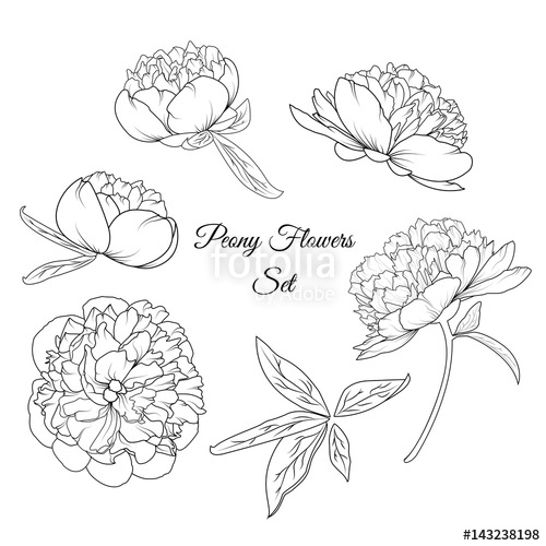 500x500 Peony Rose Flowers Shrub Vector Design Illustration Reusable