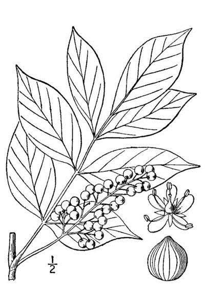 400x600 Poison Sumac Information