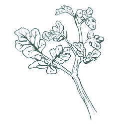 265x253 Common Trees And Shrubs