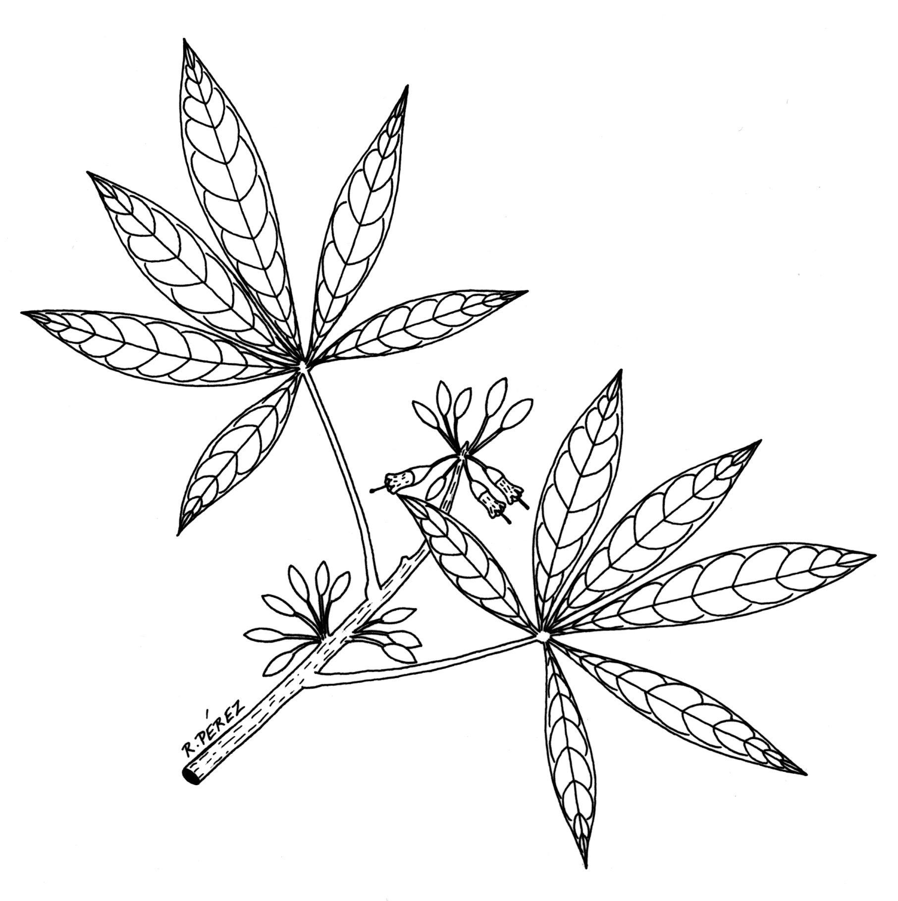 1813x1819 Sketches Of Webs Trees, Shrubs, And Palms Of Panama Drawing