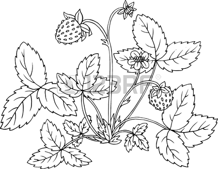 450x349 Strawberry Shrub With Berries, Flower And Leaves, Hand Drawn