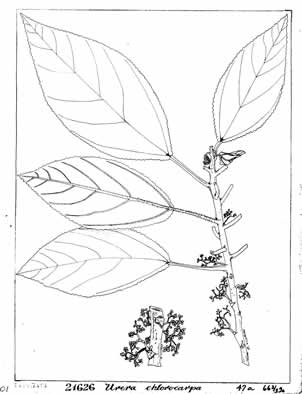 302x394 Forest Service