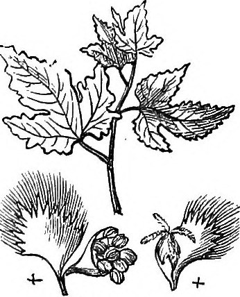 346x428 Image From Page 895 Of Trees And Shrubs An Abridgment