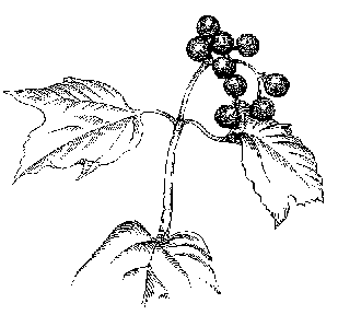 309x288 Native Shrubs