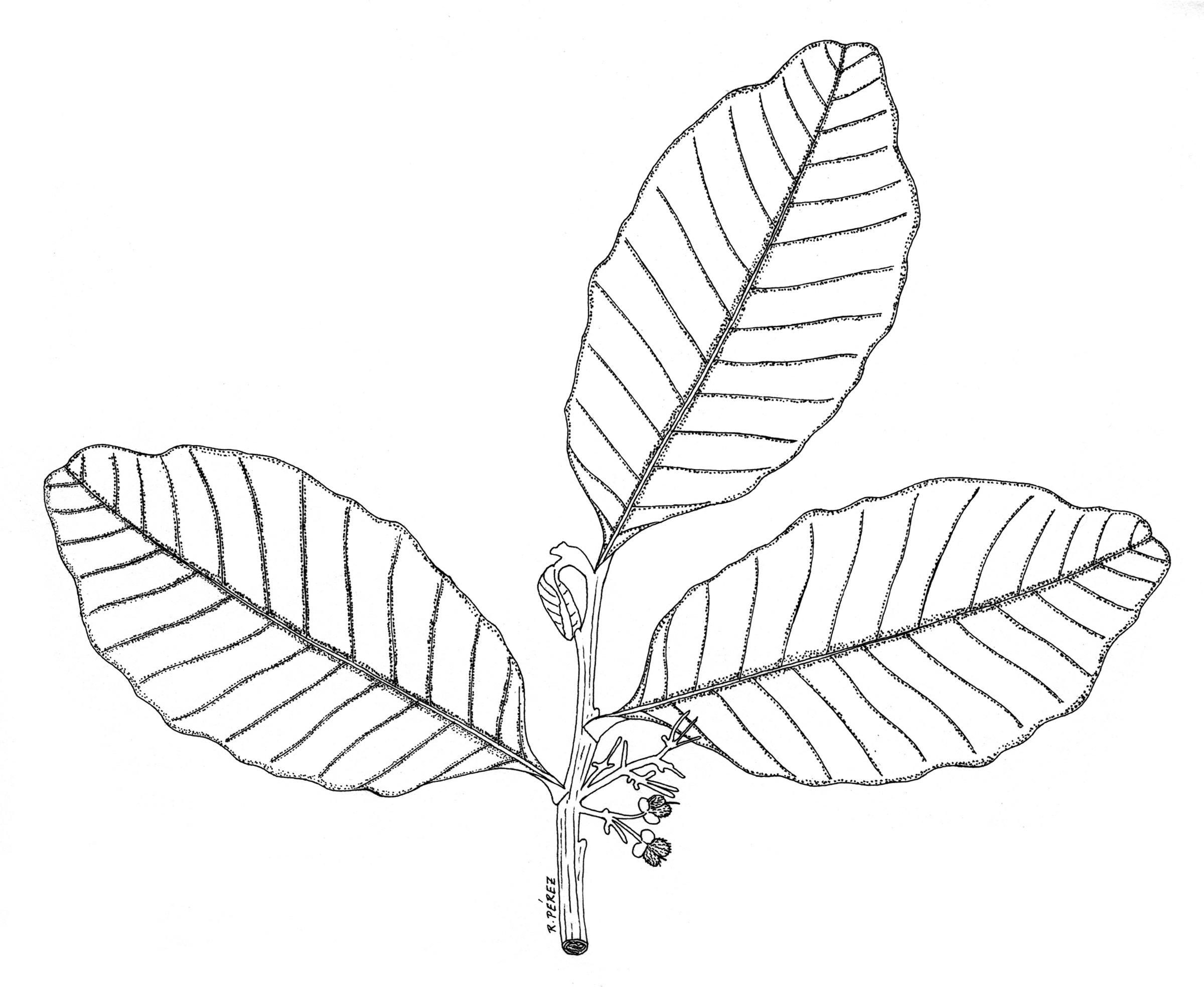 2400x1967 Panama Watershed Tree Atlas
