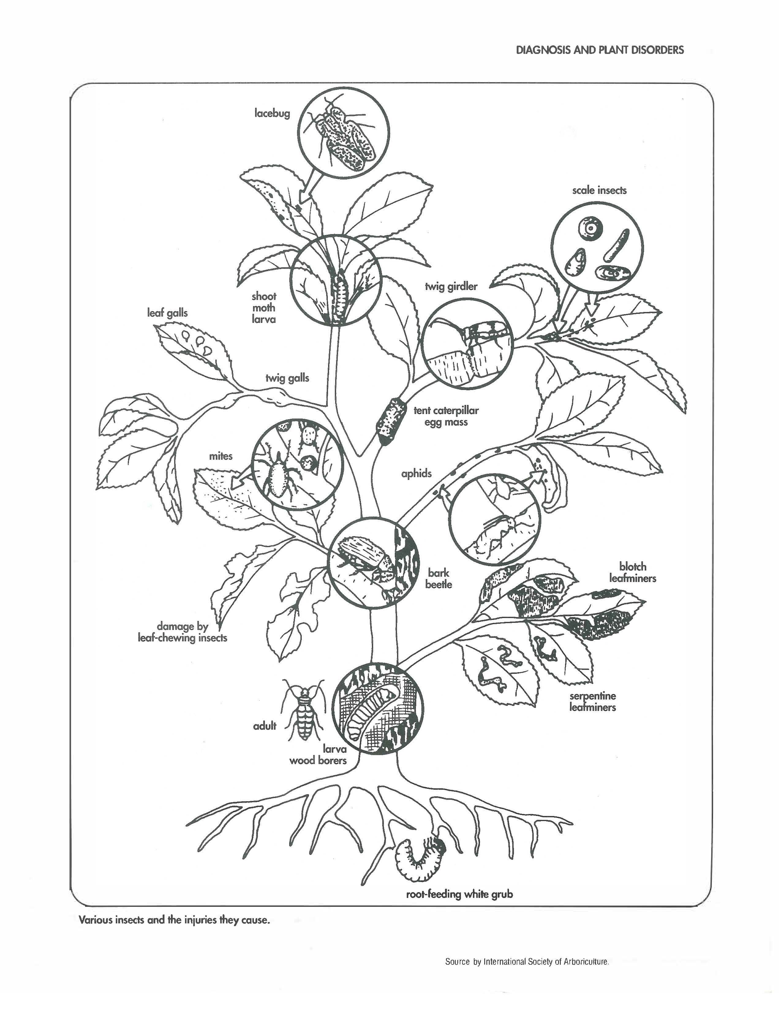 2550x3300 Tree And Shrub Care Chancellor's Green Llc