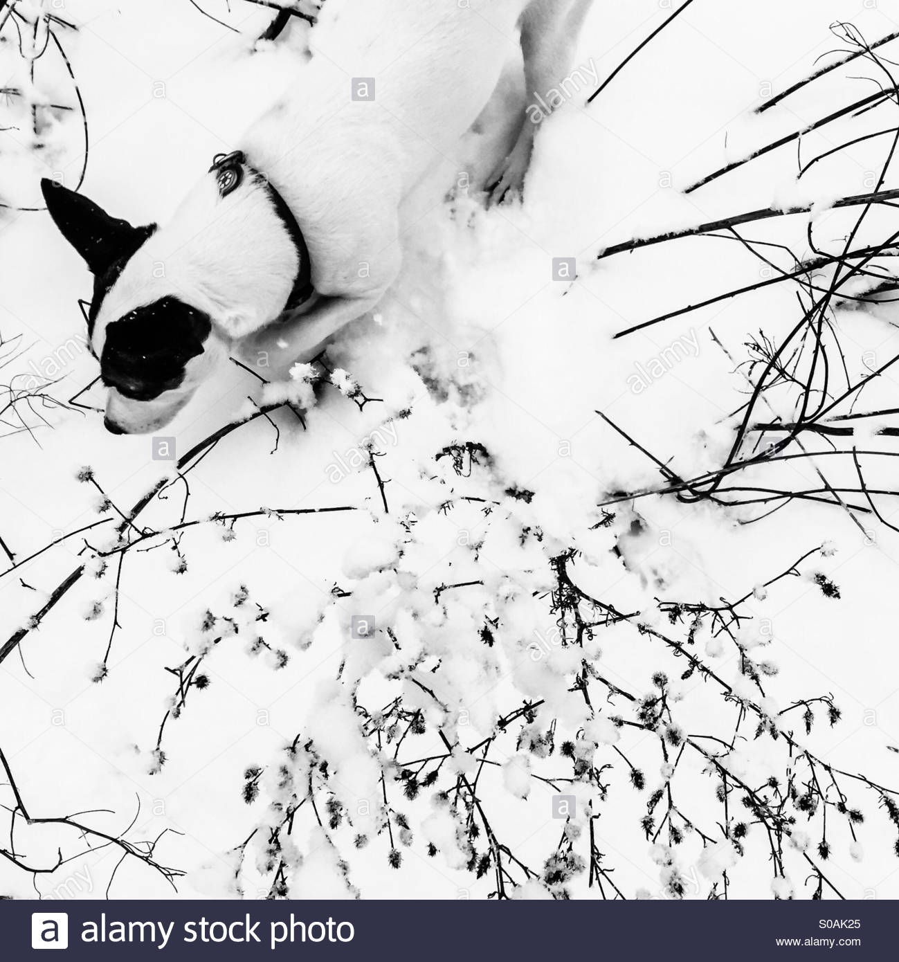 1299x1390 View From Above Of Dog Walking In Snow Amongst Snow Covered Shrubs