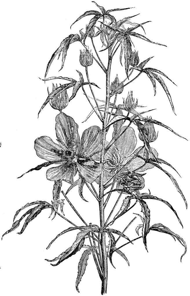 656x1024 Flowering Branch Of Hibiscus Coccineus Clipart Etc