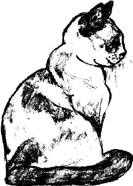 451x631 Siamese Cat Drawing By Jennifer Choate