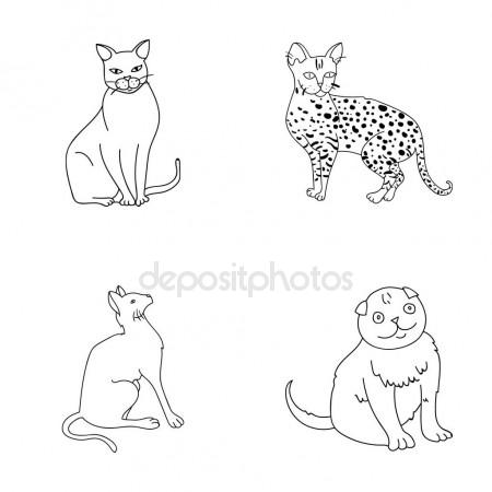 450x450 Siamese And Other Species. Cat Breeds Set Collection Icons