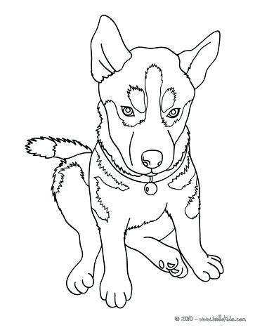 363x470 Husky Coloring Page Click To See Printable Version Of Husky