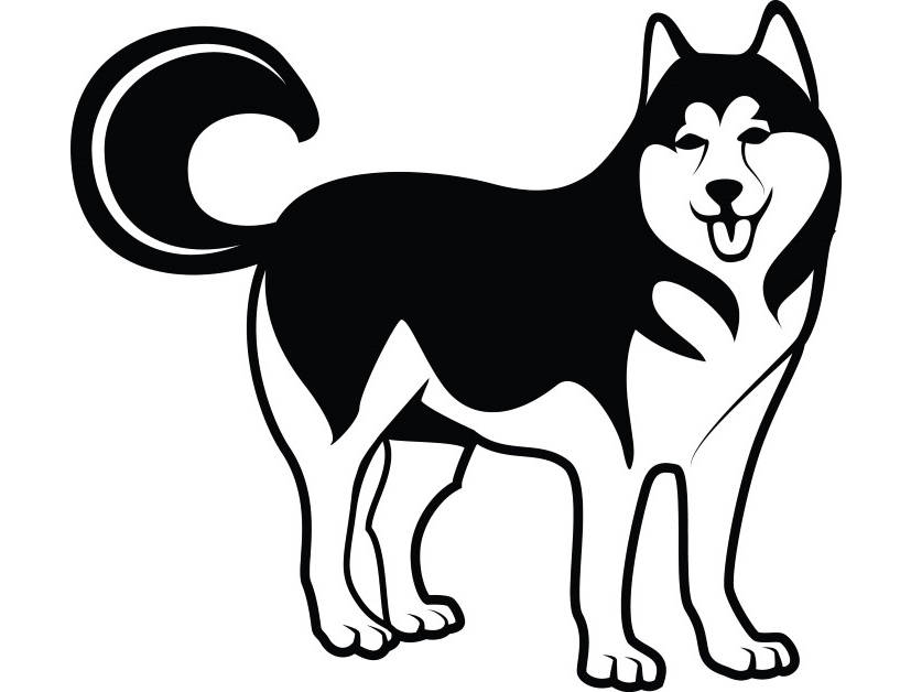 827x628 Siberian Husky