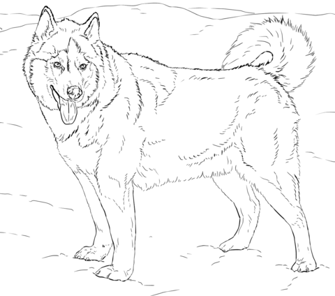 480x424 Siberian Husky Coloring Pages Stain Glass Patterns