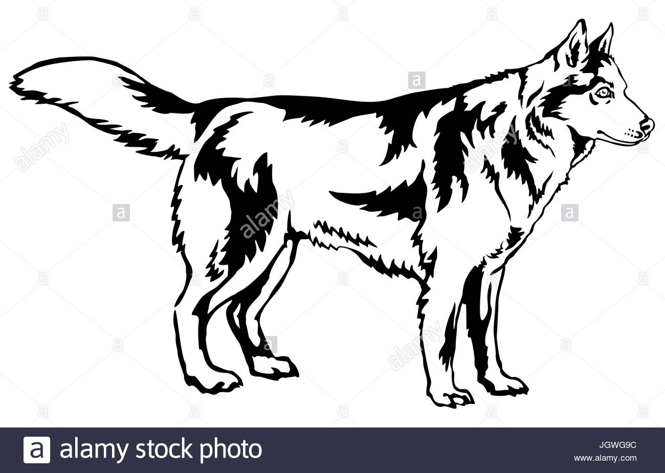 1300x925 Decorative Portrait Of Standing In Profile Dog Siberian Husky