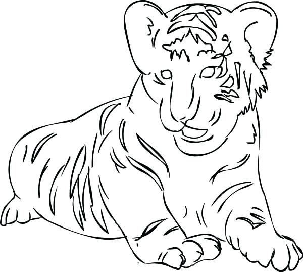 600x538 Fresh Siberian Tiger Coloring Page Free Download