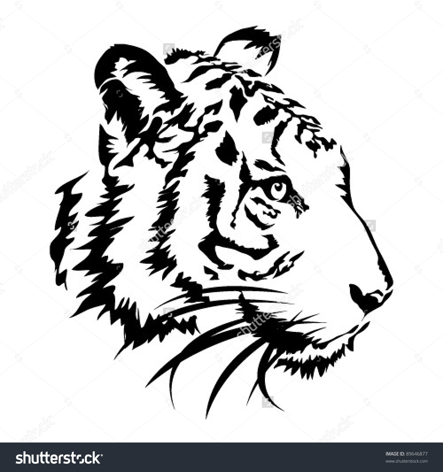 Siberian Tiger Drawing at GetDrawings | Free download
