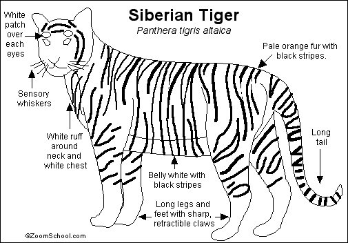 505x352 Siberian Tiger Printout