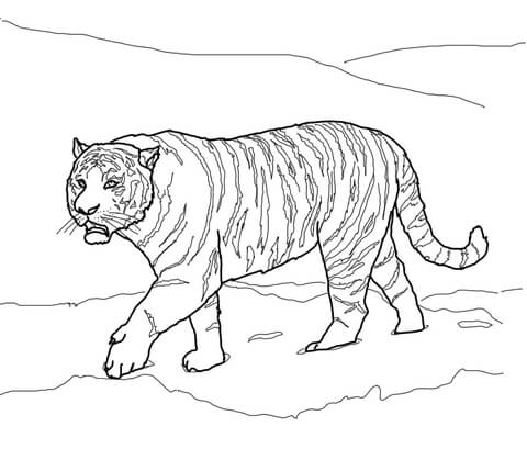 480x419 Siberian Or Amur Tiger Coloring Page Free Printable Coloring Pages