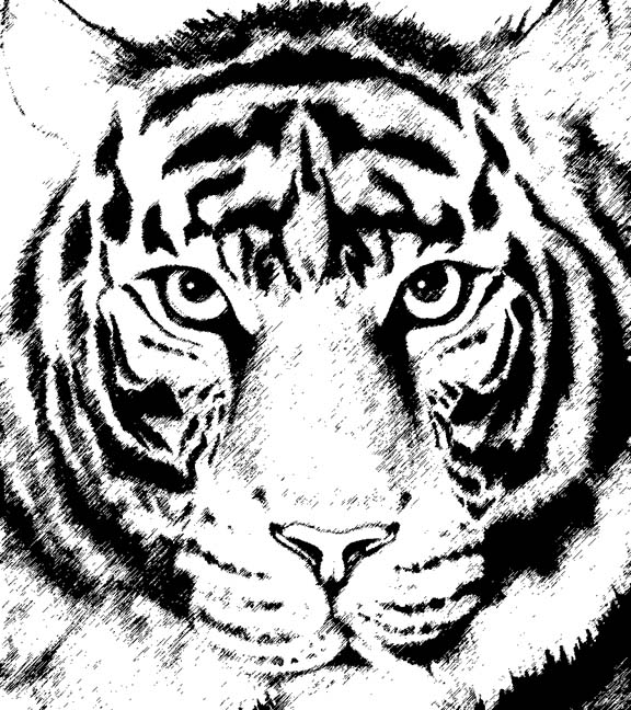 576x648 Tiger Drawings Are Easy To Draw Using Simple Basic Shapes