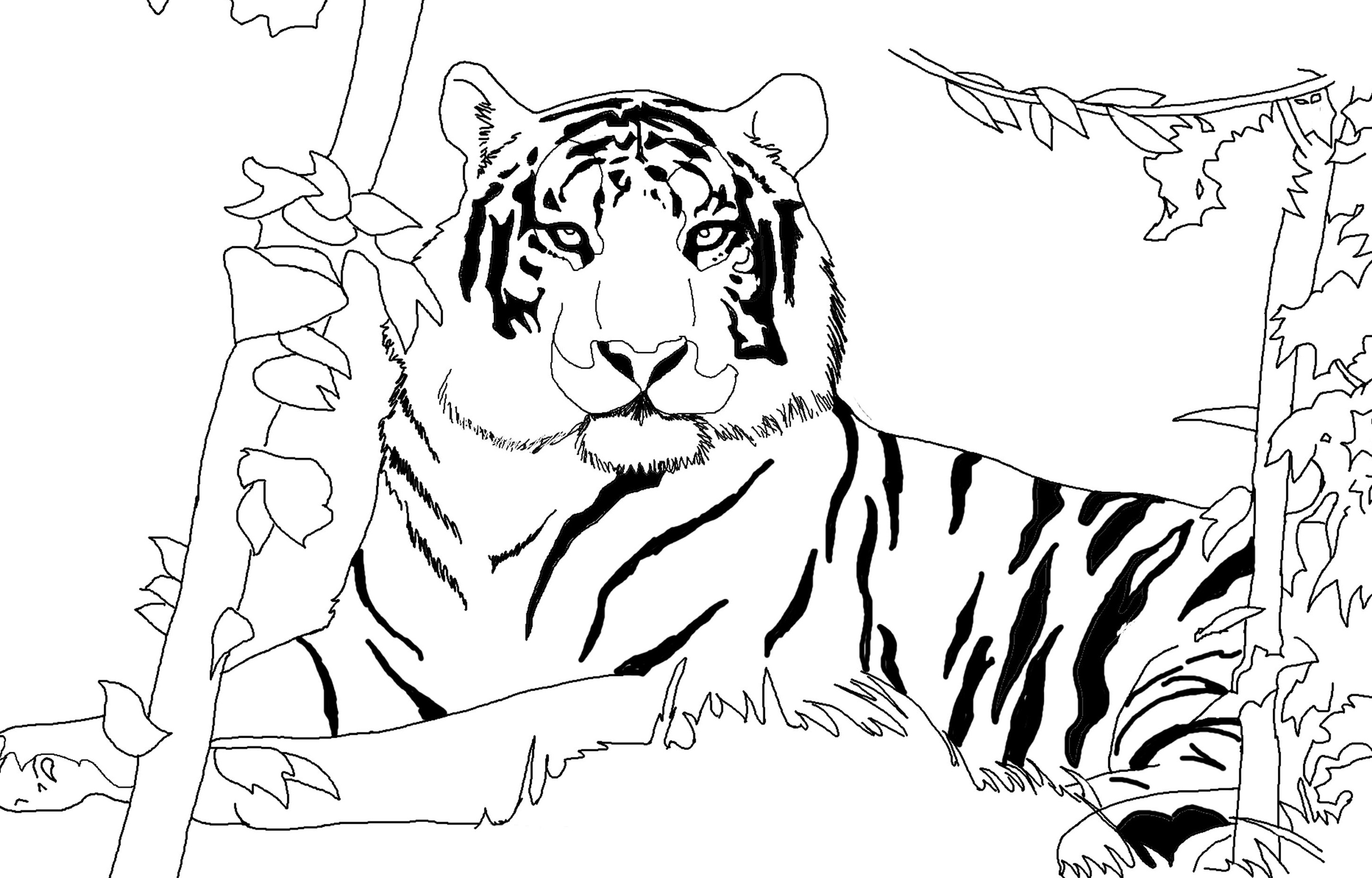 Siberian Tiger Drawing at GetDrawings | Free download