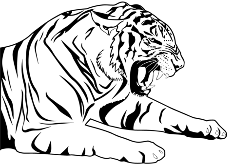 480x339 Tiger Coloring Page Free Printable Coloring Pages