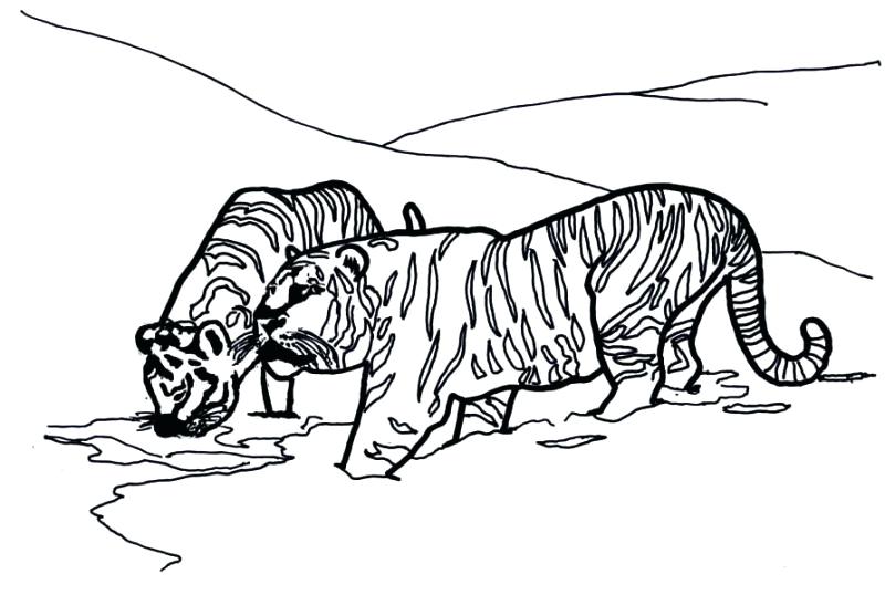 800x538 Siberian Tiger Coloring Page Joandco.co