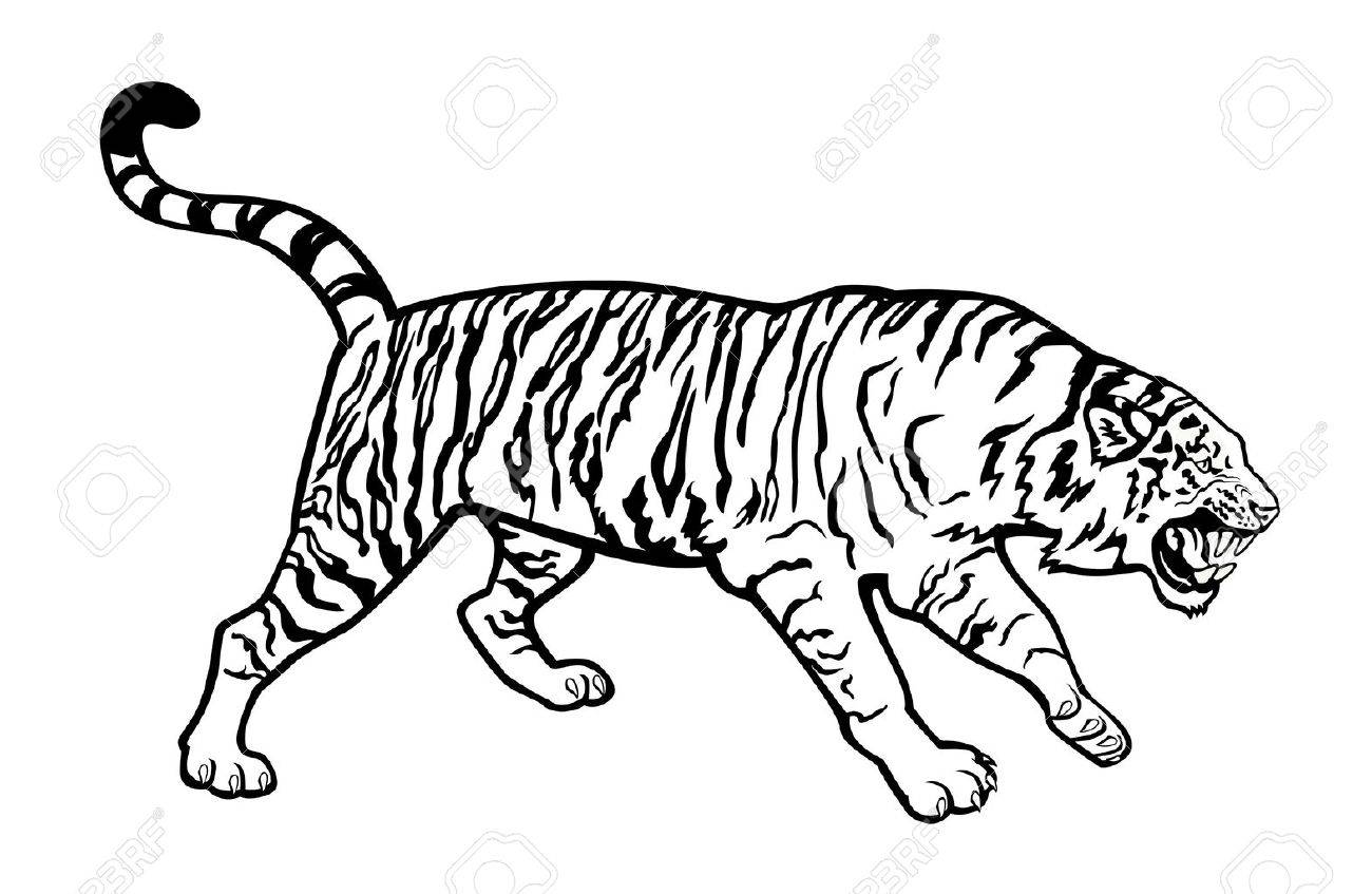 1300x847 Attacking Siberian Tiger Black And White Isolated On White