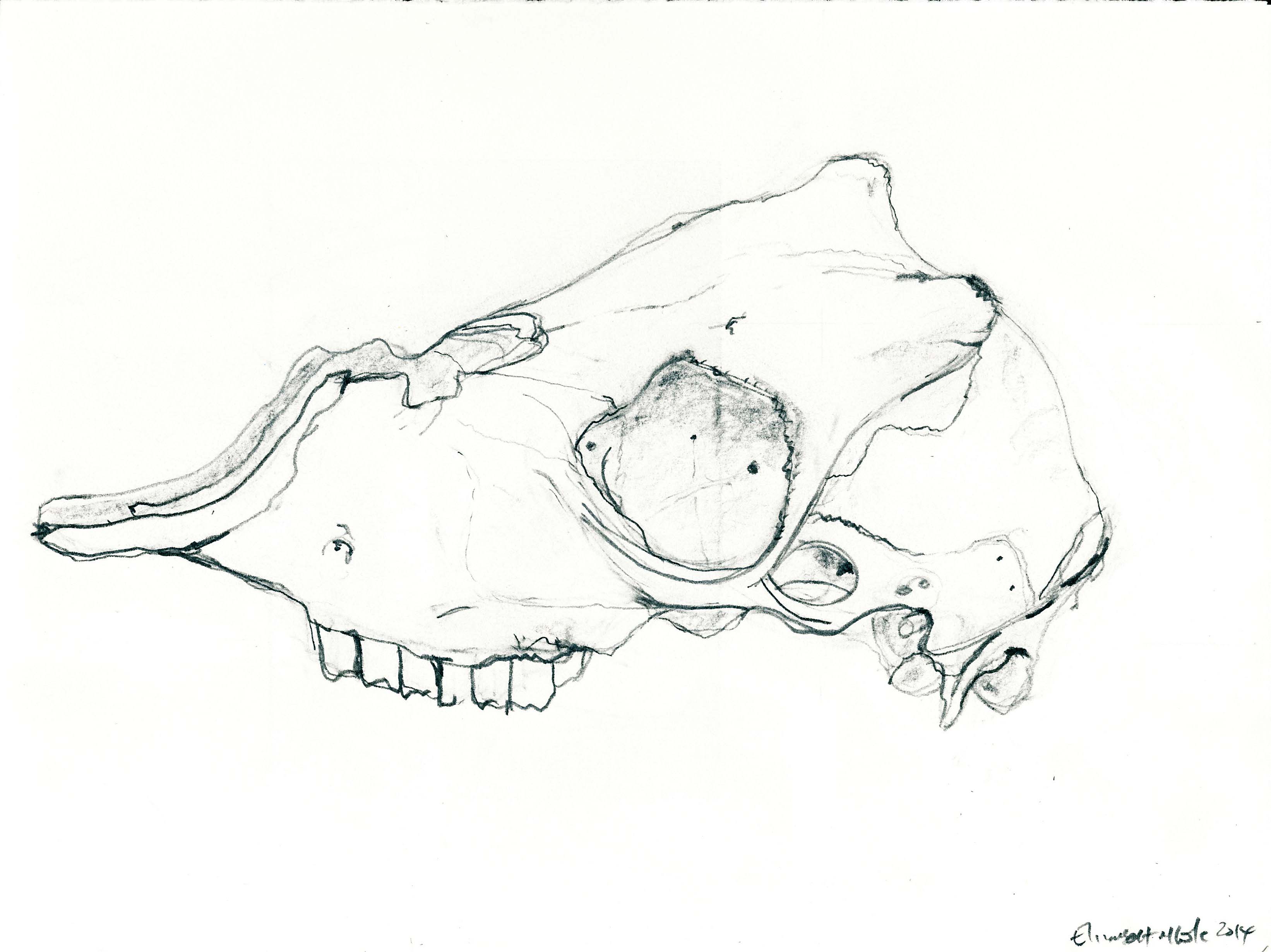 3284x2460 Drawing 2014 Lamb's Skull Side On X 2 Elizabeth M. Cole Artist