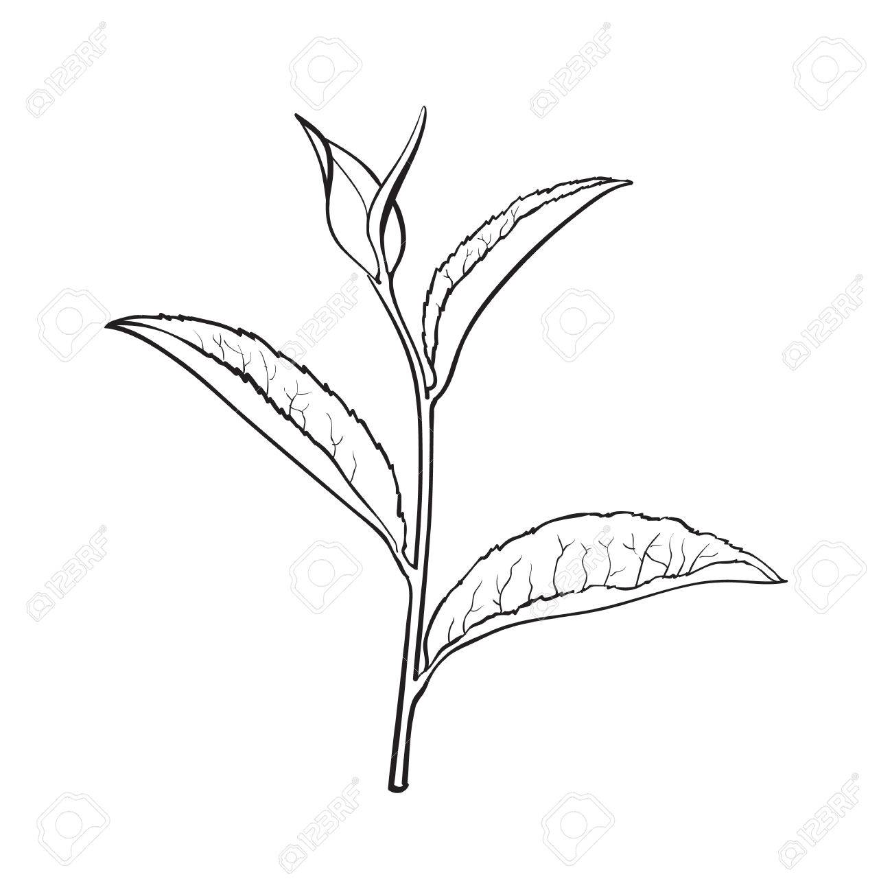 1300x1300 Hand Drawn Tea Leaf, Side View Sketch Style Vector Illustration