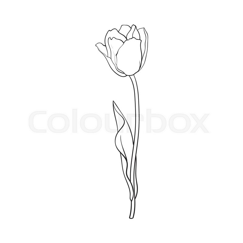 800x800 Hand Drawn Of Side View Black And White Open Tulip Flower, Sketch