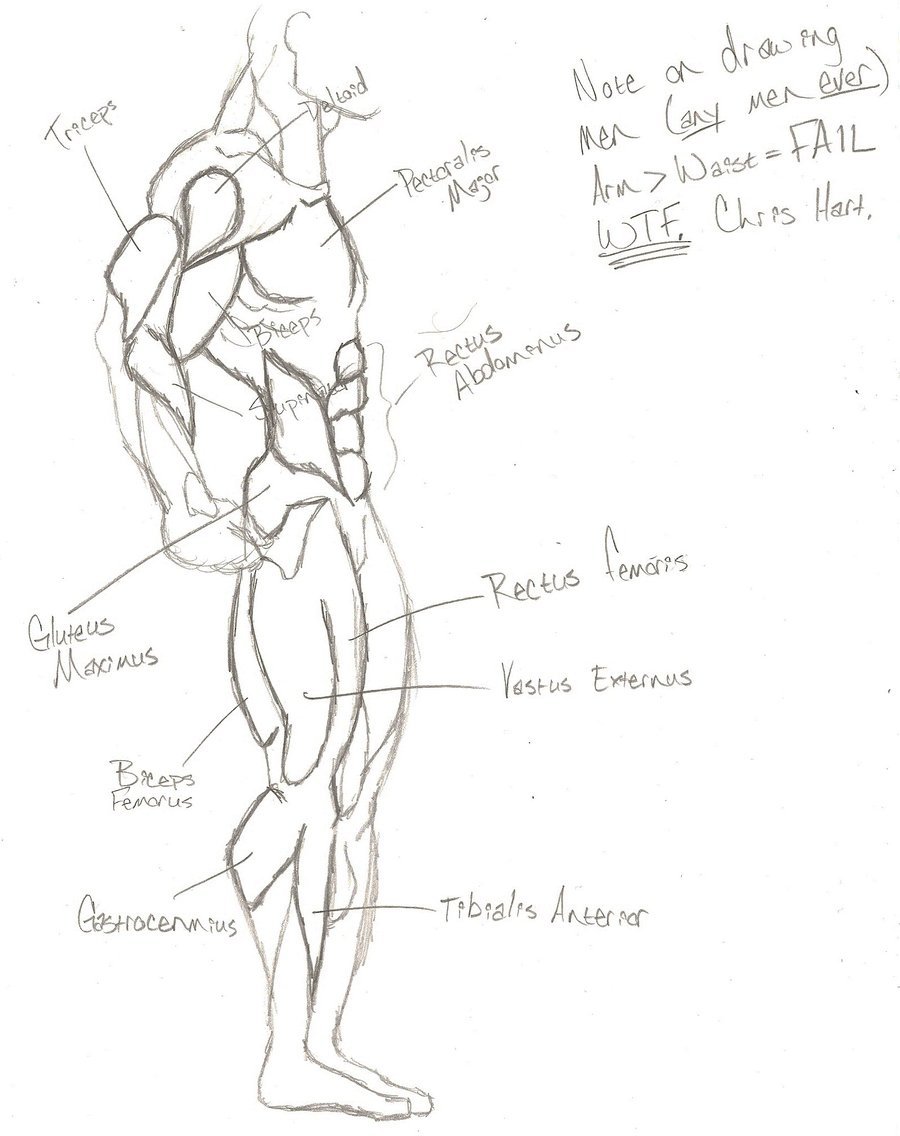 900x1136 Superhero Anatomy Side View By Nnylfets