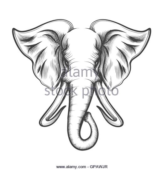 520x540 Elephant Head Cut Out Stock Images Amp Pictures