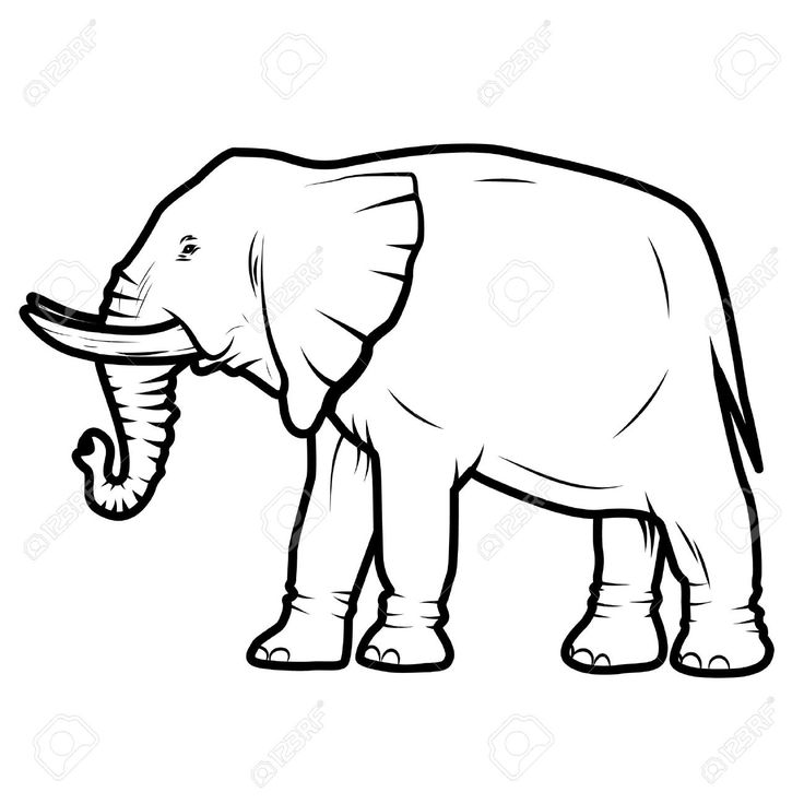 736x736 66 Best Elephant Images On Elephant Illustration