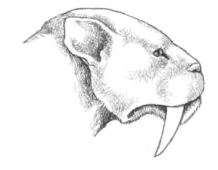 697x546 Drawing Out A Sabercat's Smile