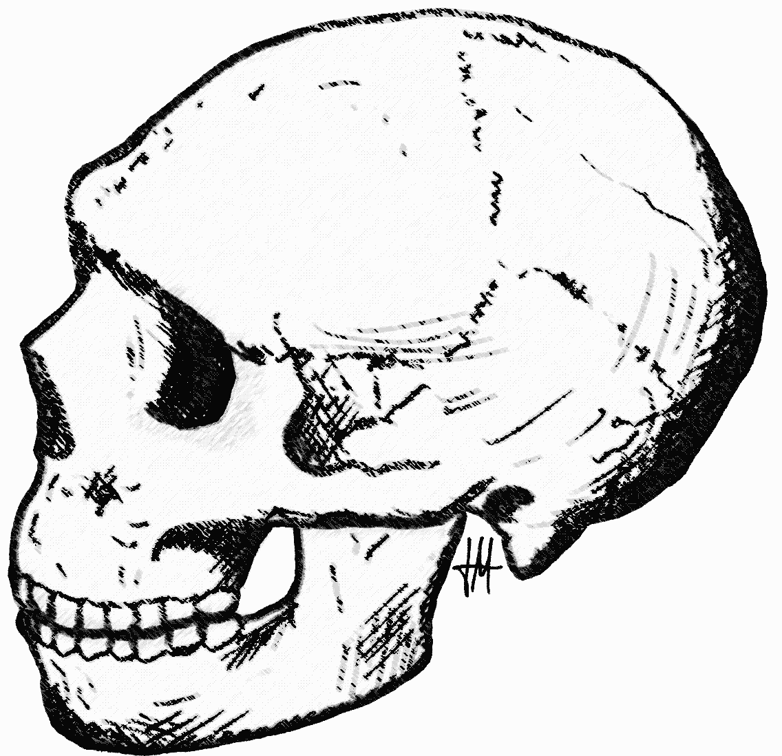 1136x1098 Fileamud Skull.png