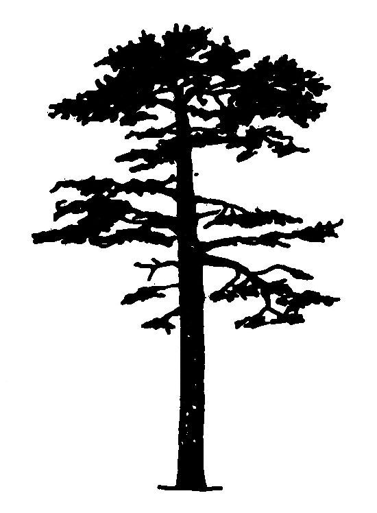 550x748 The Best Pine Tree Silhouette Ideas On Tree