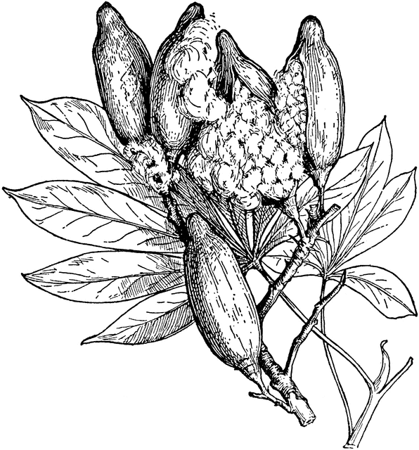 596x640 Leaves And Fruits Of Silk Cotton Tree Clipart Etc