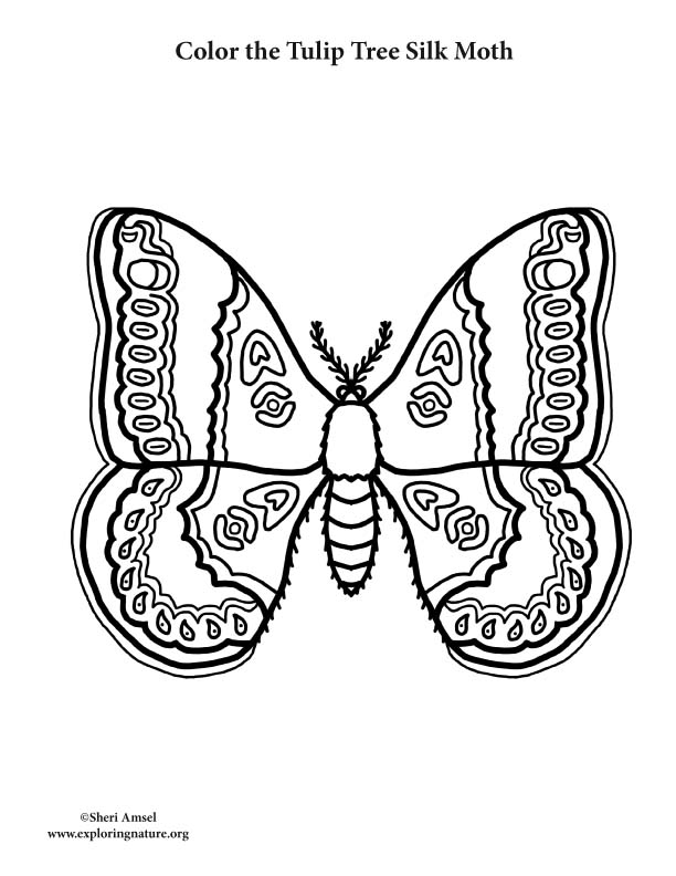 612x792 Moth (Tulip Tree Silk) Coloring Page