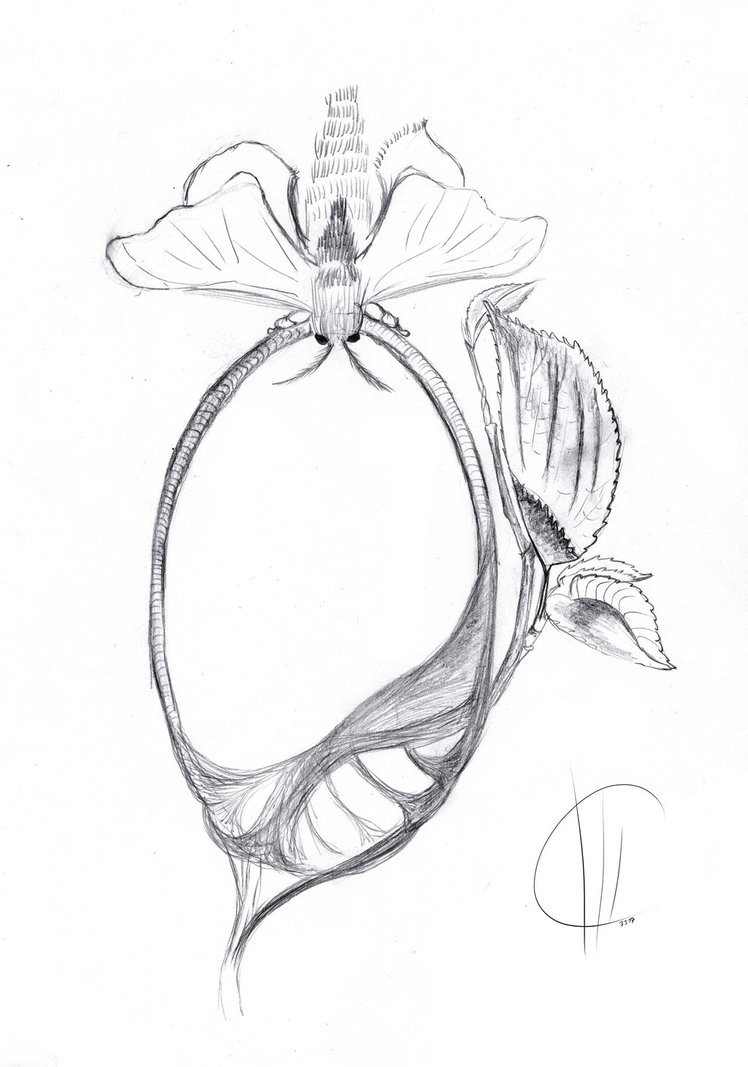 748x1067 Silkworm Mirror Design Study By Duke Of Death