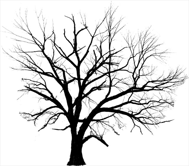 640x561 American Elm Silhouette Tattoos Tattoo And Tatting