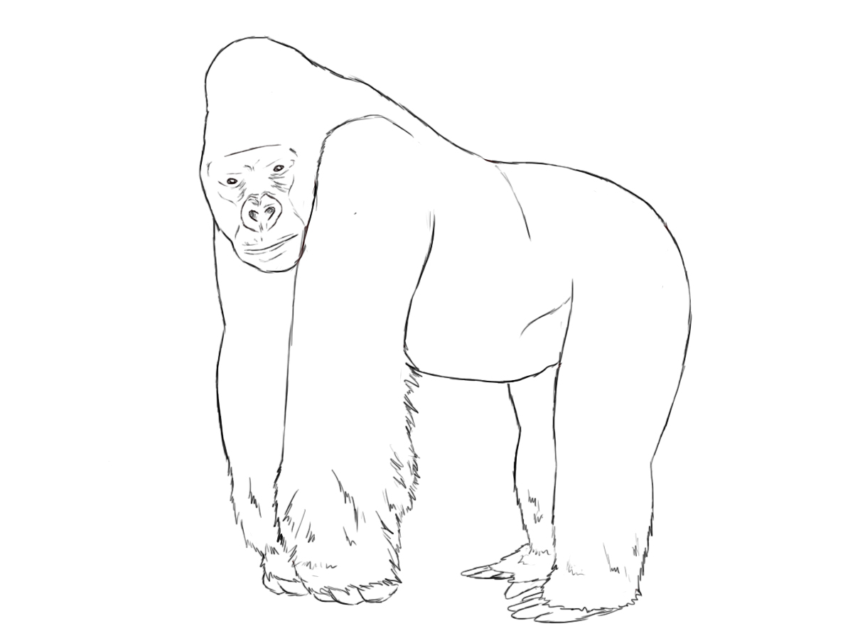 1210x905 How To Draw A Gorilla Zoos, Tutorials And Drawings