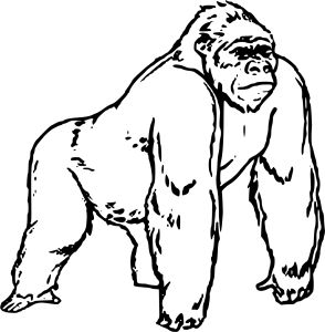 294x300 27 Best Gorilla Coloring Pages Images On Kindergarten