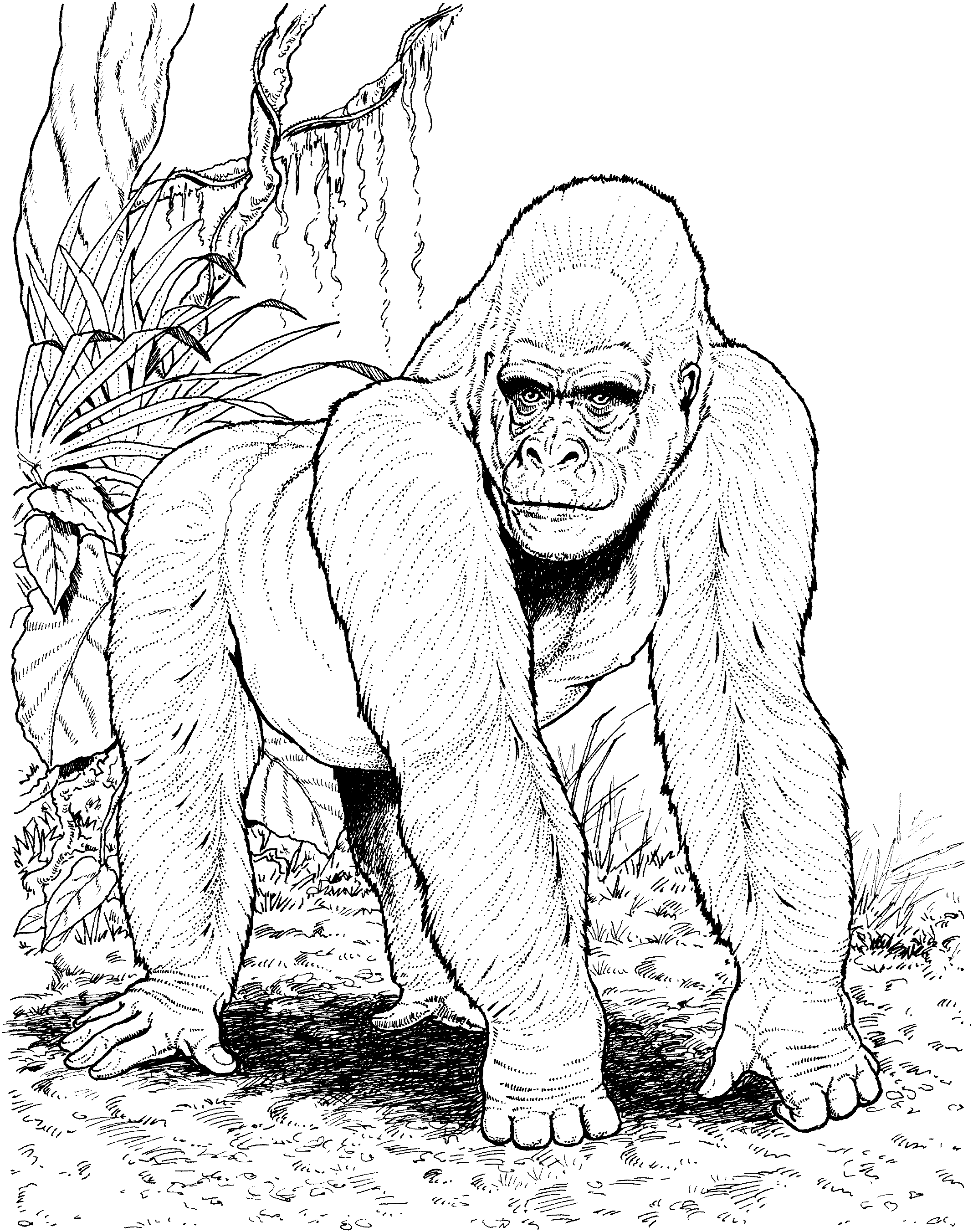 2136x2704 Free Gorilla Coloring Pages