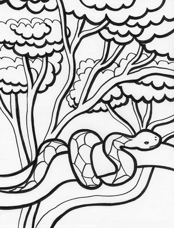 600x787 Rainforest Snake On Tree Coloring Page
