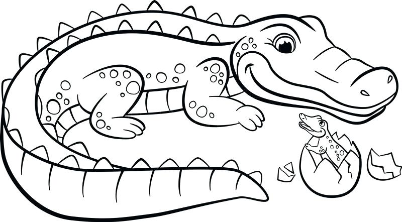800x442 Alligator Coloring Book Also Coloring Pages Animals Mother