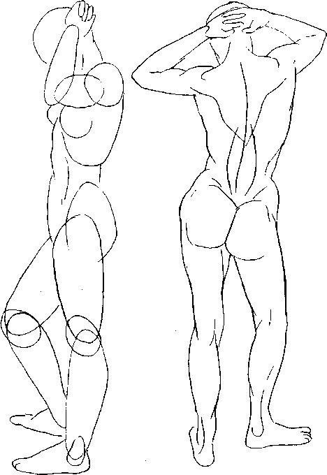 468x680 Good Understanding Of Anatomyis Essential